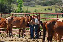 Learning to put halter on horse